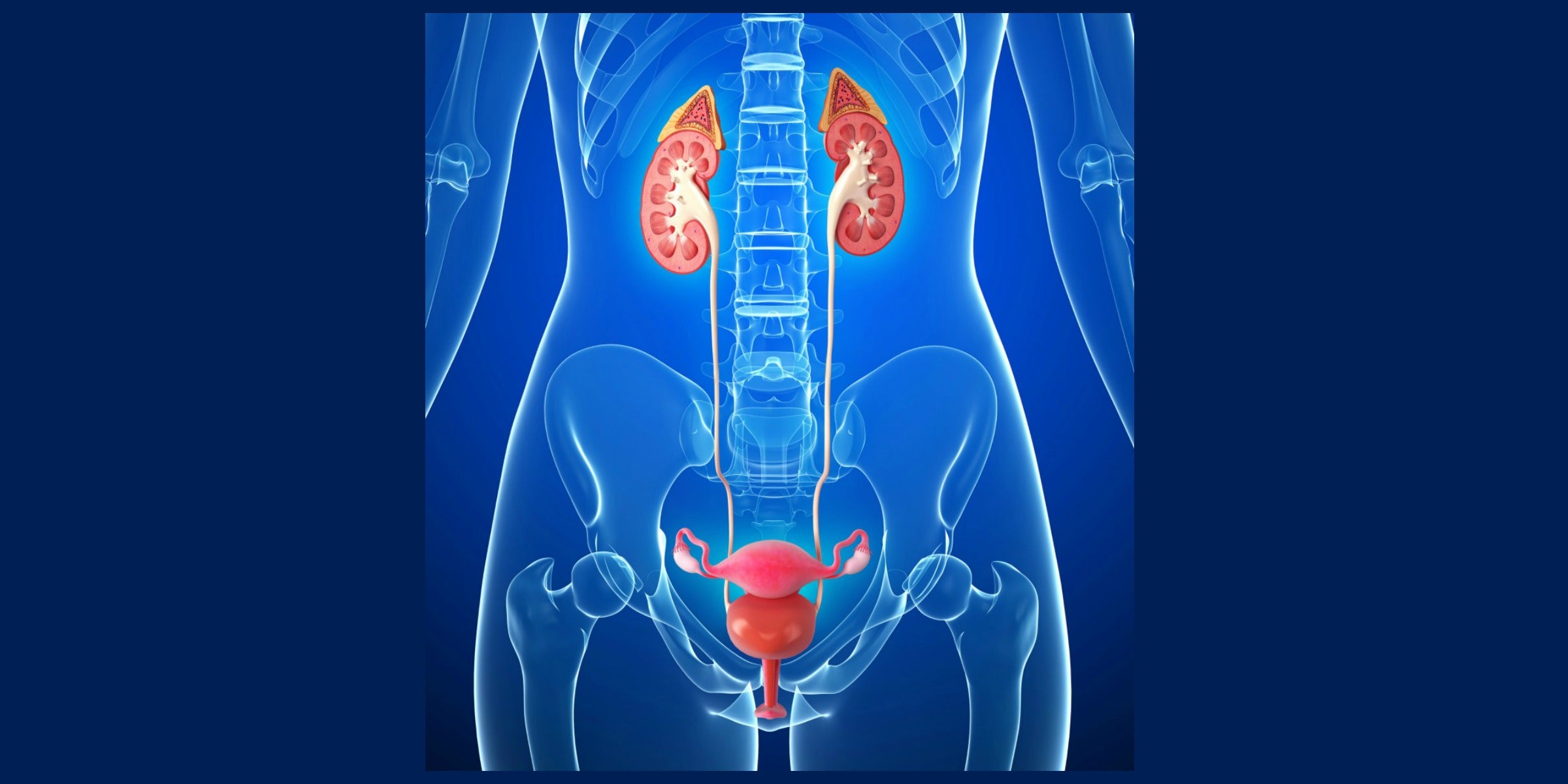 The Adrenal/Ovary Connection